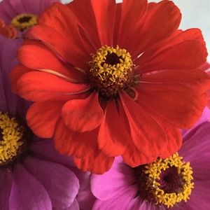 Meet your Posher, Mary